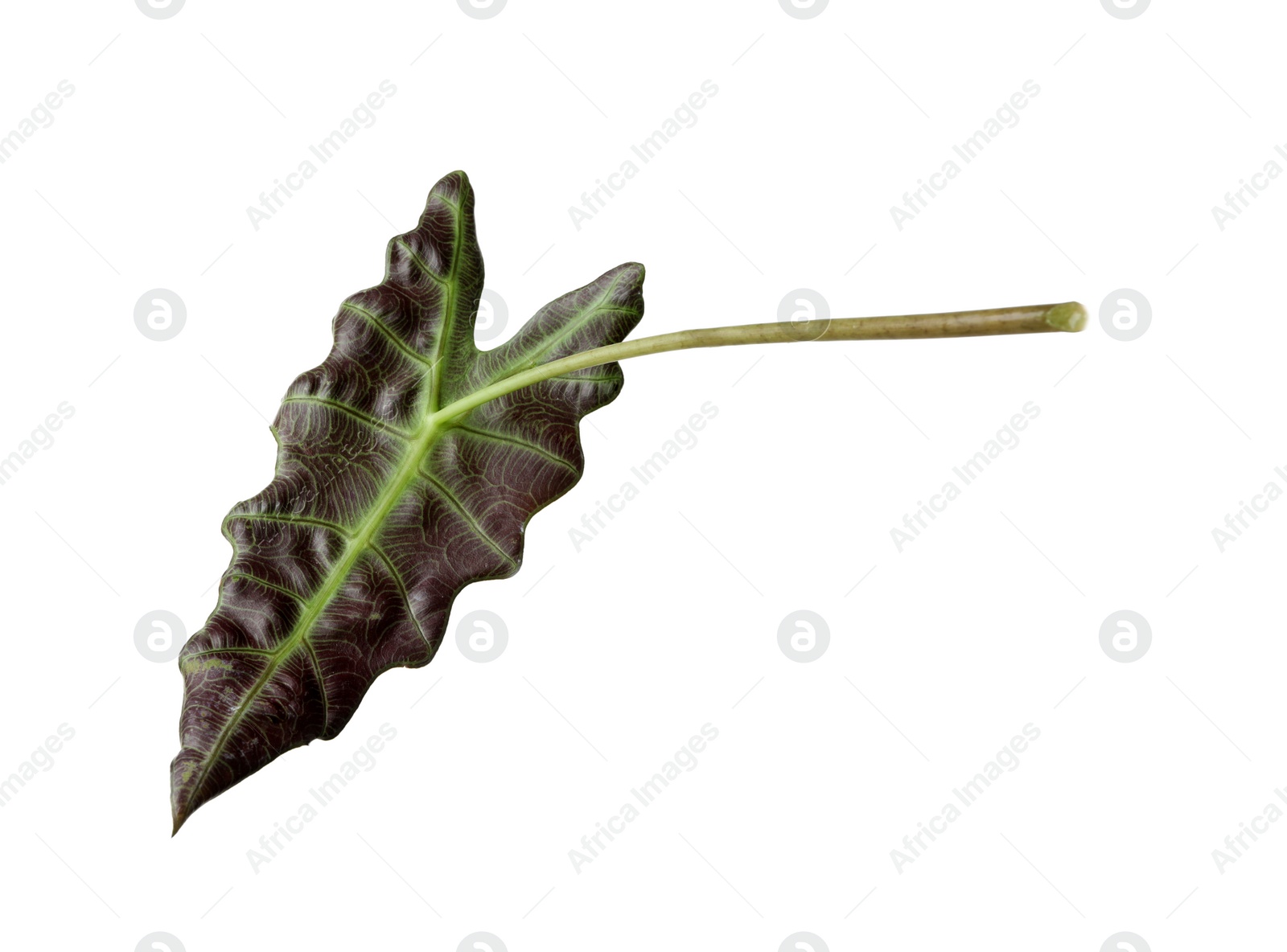 Photo of Leaf of tropical alocasia plant isolated on white