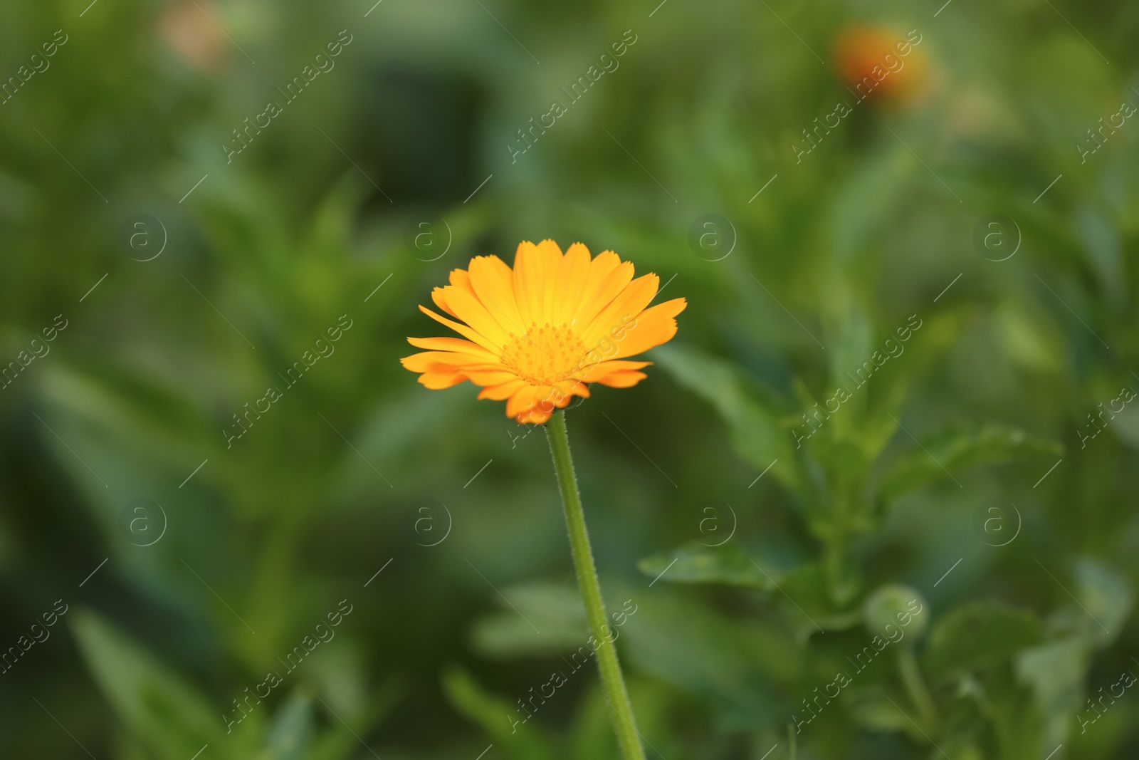 Photo of Beautiful blooming calendula flower outdoors, closeup view