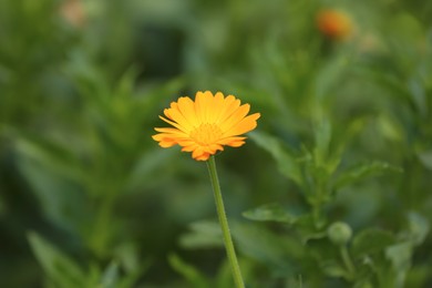 Photo of Beautiful blooming calendula flower outdoors, closeup view