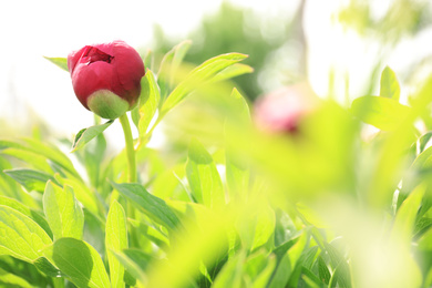 Beautiful red peony bud outdoors on spring day, closeup