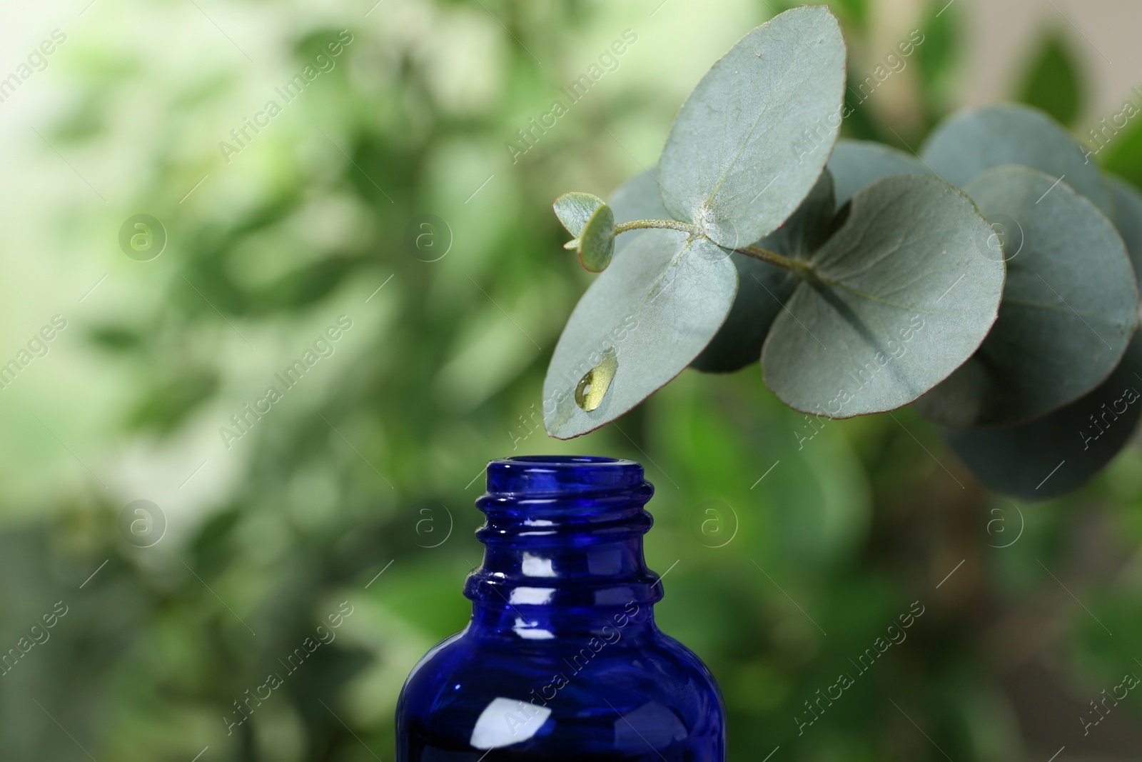 Photo of Essential oil dripping from eucalyptus into bottle on blurred background, closeup