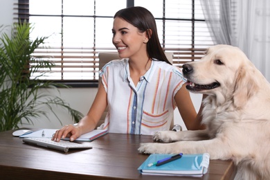 Photo of Young woman working at home office and stroking her Golden Retriever dog