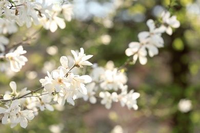 Branches of blossoming magnolia tree on blurred background outdoors. Beautiful flowers