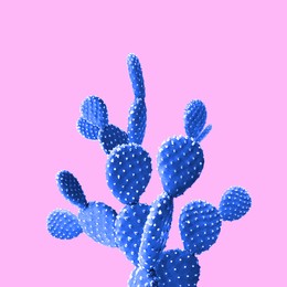 Beautiful blue cactus plant on pink background