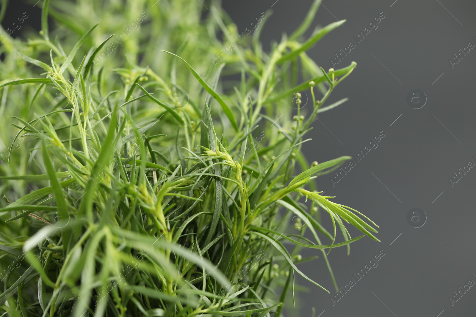 Photo of Fresh tarragon leaves on grey background, closeup Space for text