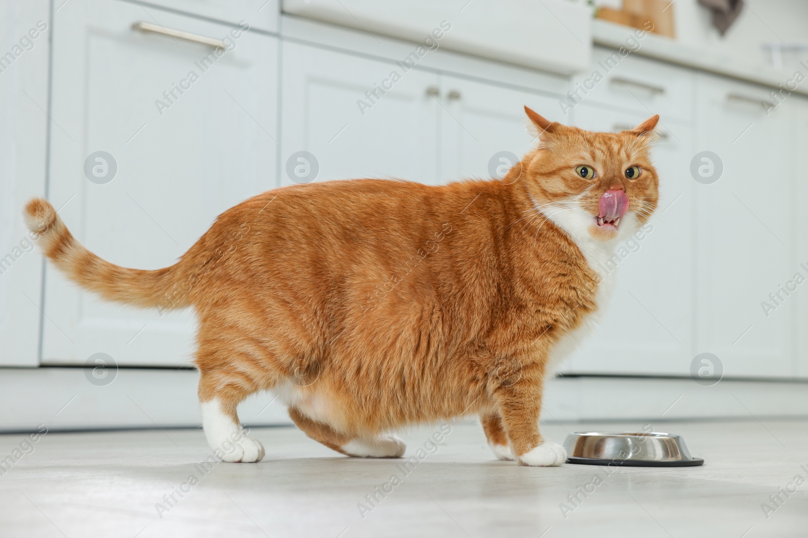 Photo of Cute ginger cat near feeding bowl at home