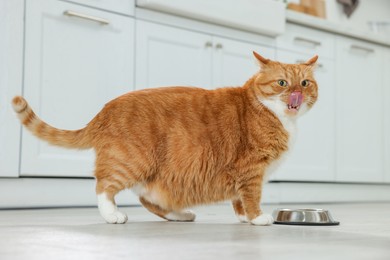 Cute ginger cat near feeding bowl at home