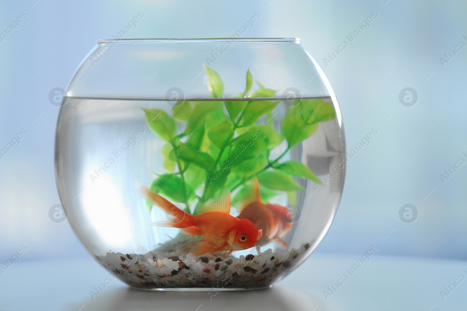 Photo of Beautiful bright goldfish in aquarium on table