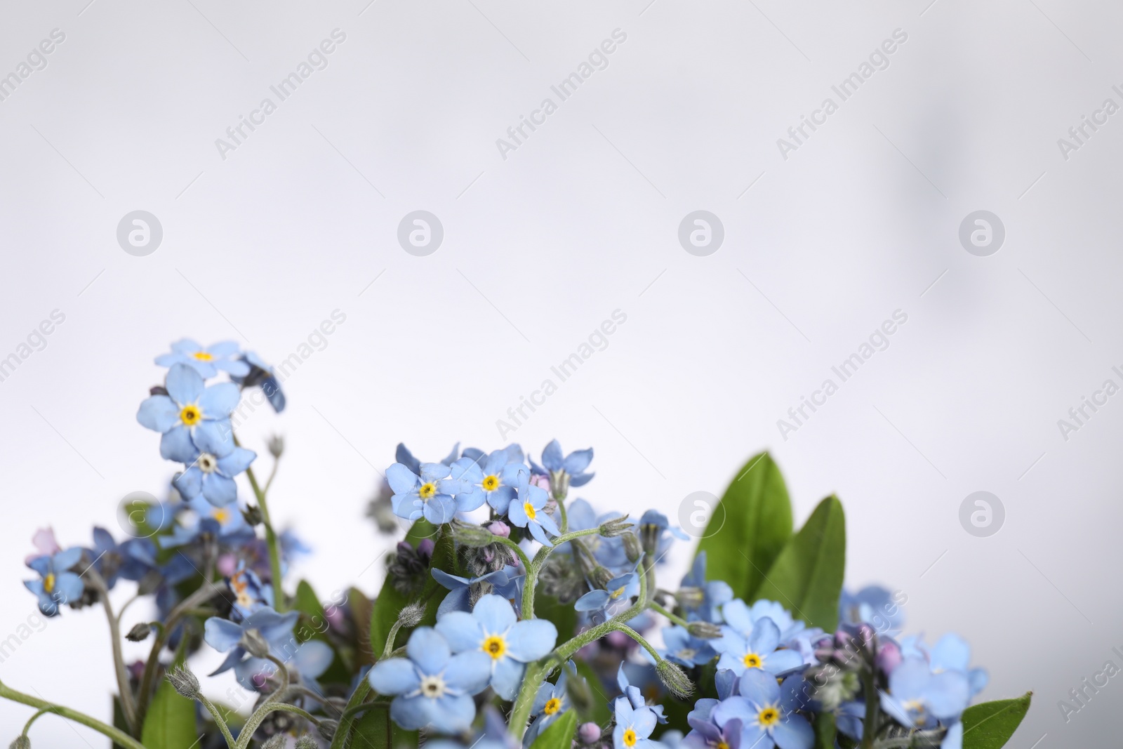Photo of Beautiful forget-me-not flowers on white background, closeup. Space for text