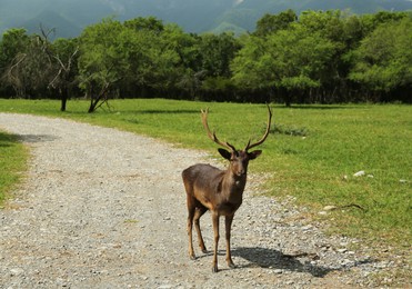 Photo of Beautiful deer stag on road in safari park