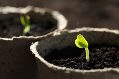 Photo of Pots with little green seedlings growing in soil, closeup