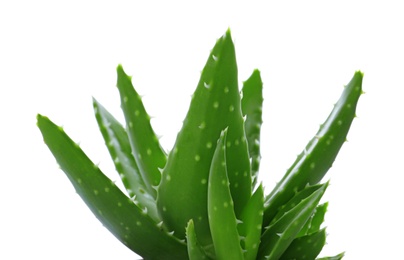 Photo of Aloe vera with lush foliage on white background