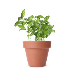 Green basil in clay pot isolated on white