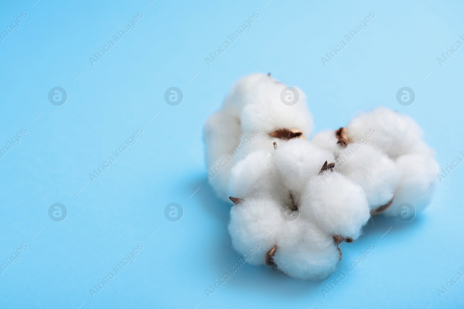 Photo of Fluffy cotton flowers on light blue background, closeup. Space for text