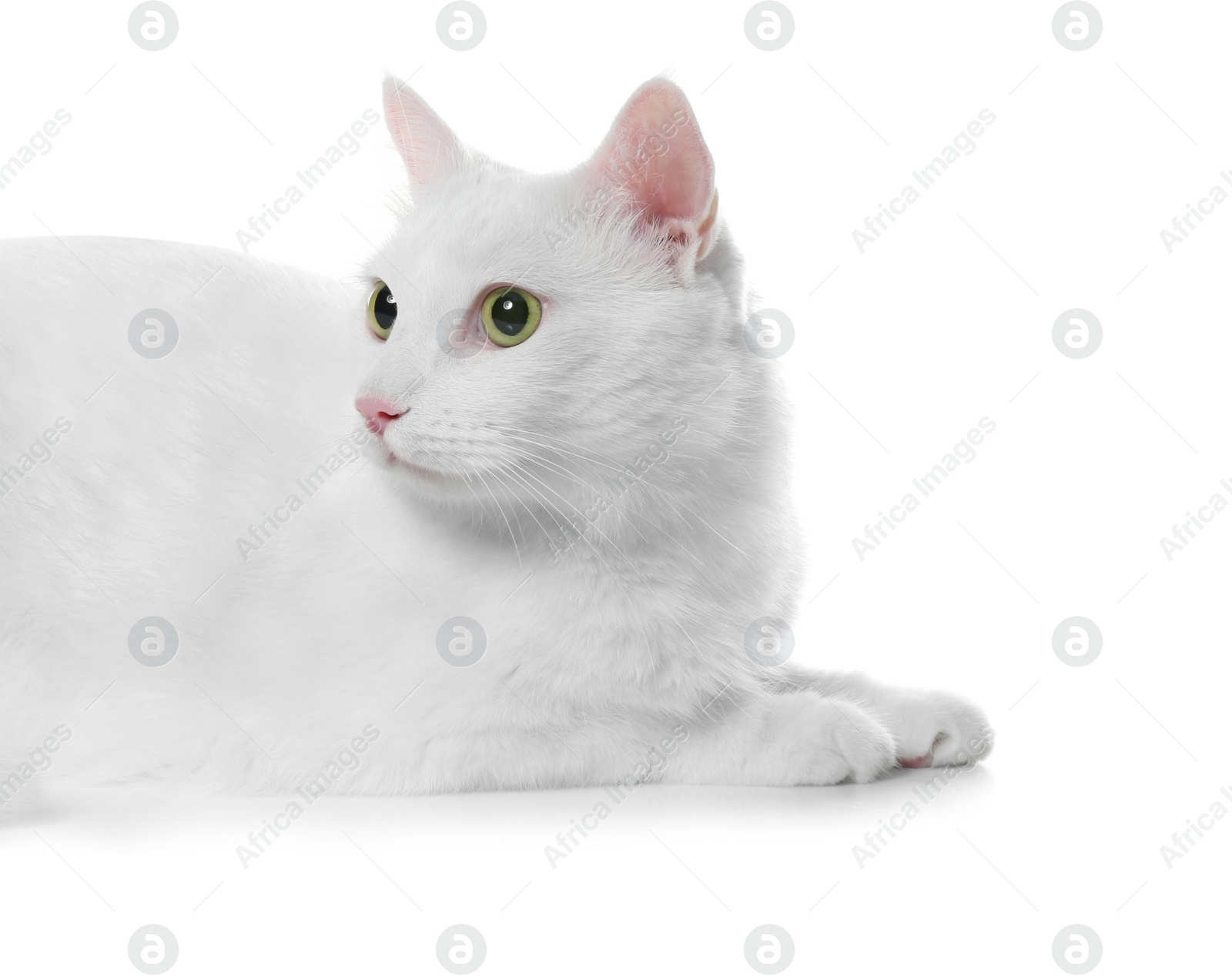 Photo of Cute cat on white background. Fluffy pet