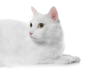 Cute cat on white background. Fluffy pet