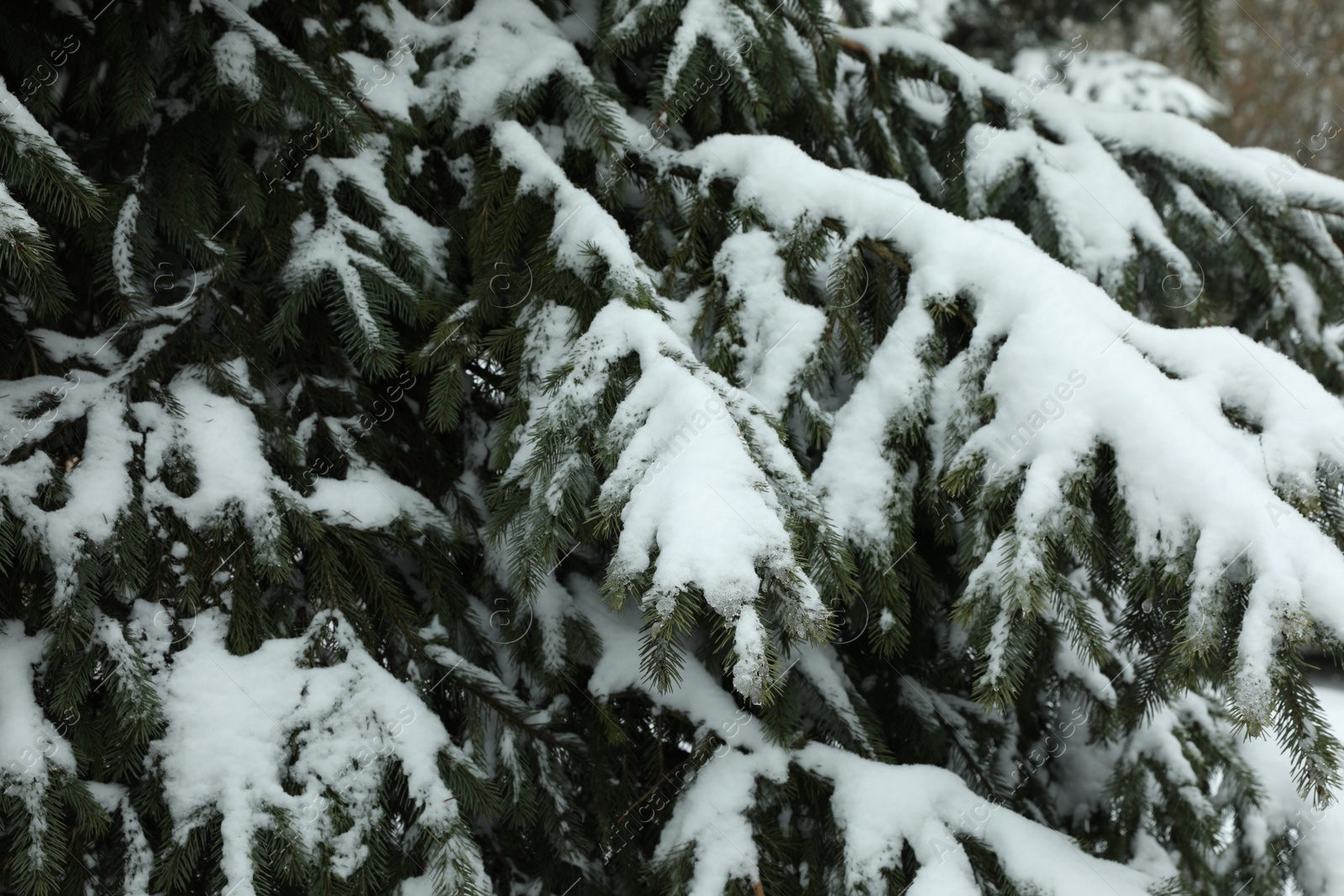 Photo of Fir tree covered with snow on winter day