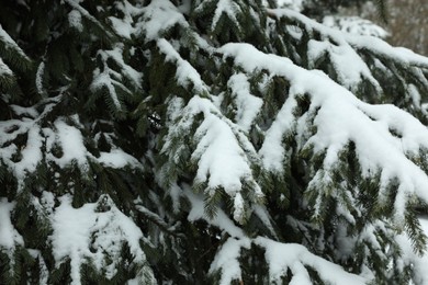 Fir tree covered with snow on winter day