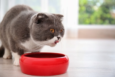 Photo of Adorable cat near bowl of food indoors. Pet care
