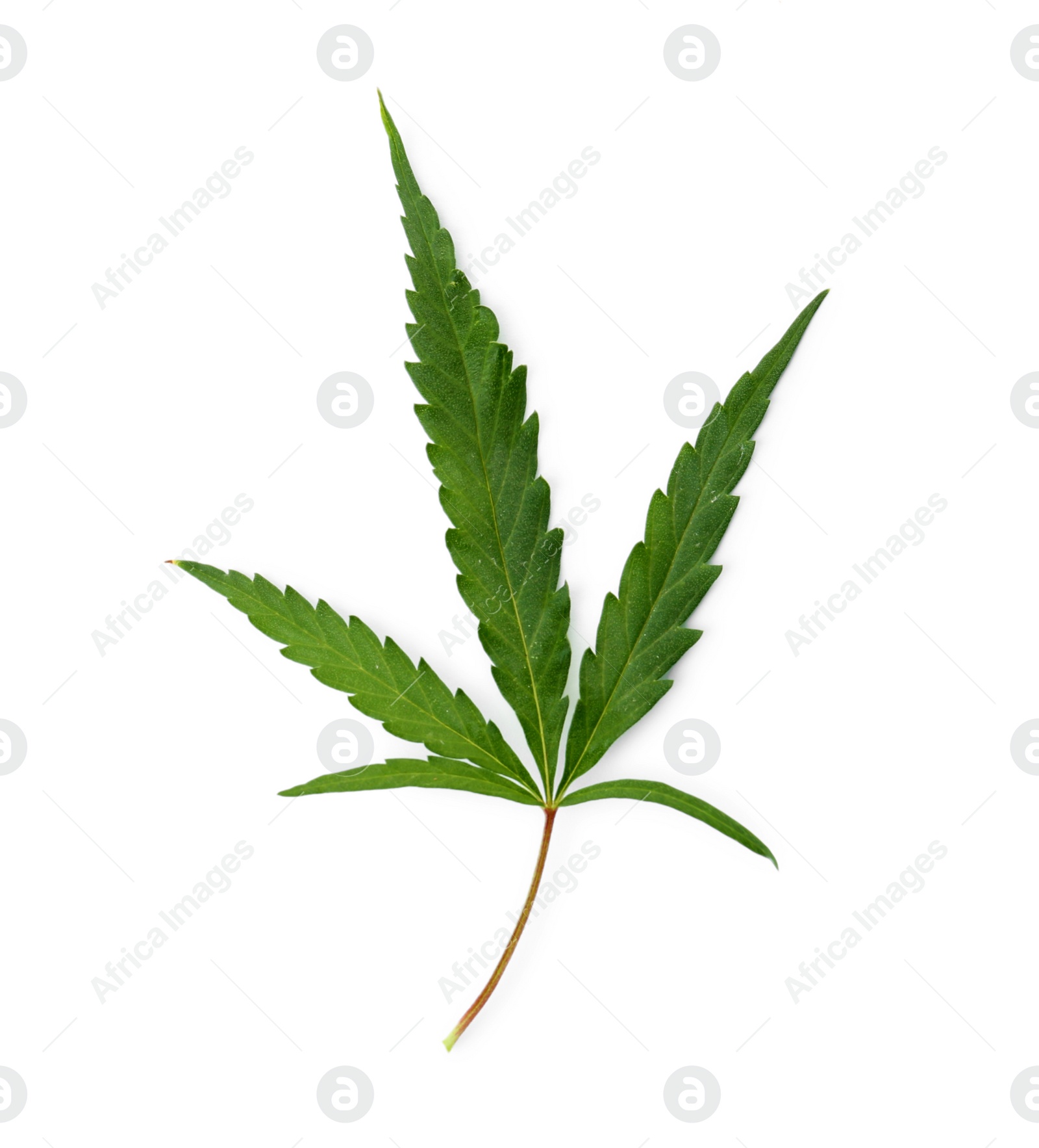 Photo of Fresh green hemp leaf on white background