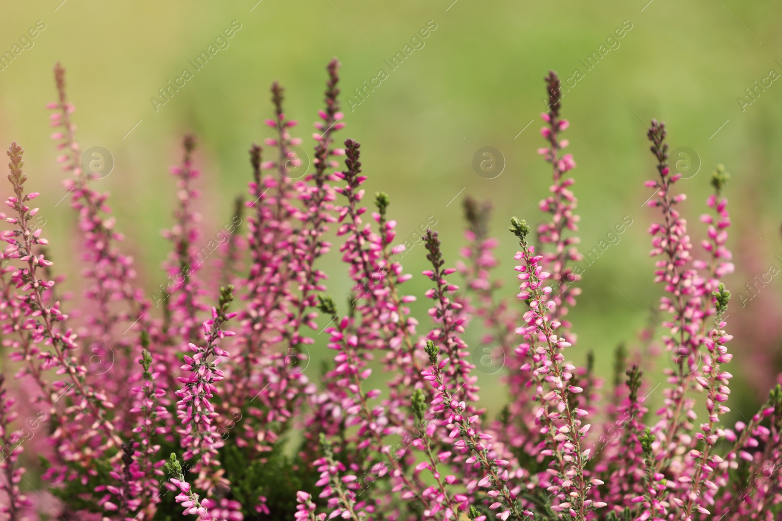 Photo of Heather shrub with beautiful flowers outdoors, closeup