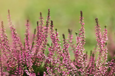 Heather shrub with beautiful flowers outdoors, closeup