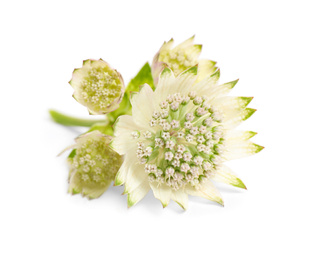 Photo of Beautiful fresh astrantia flowers isolated on white