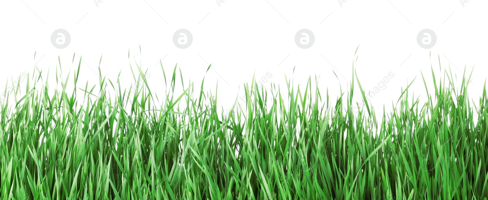 Photo of Beautiful vibrant green grass on white background