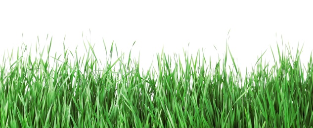 Photo of Beautiful vibrant green grass on white background