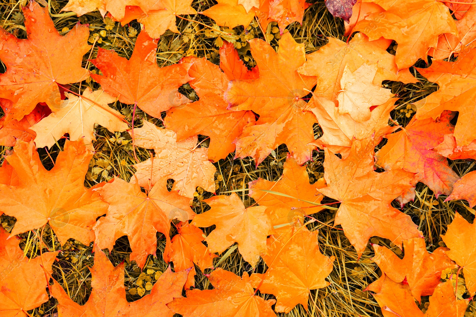 Image of Orange autumn leaves in park, top view