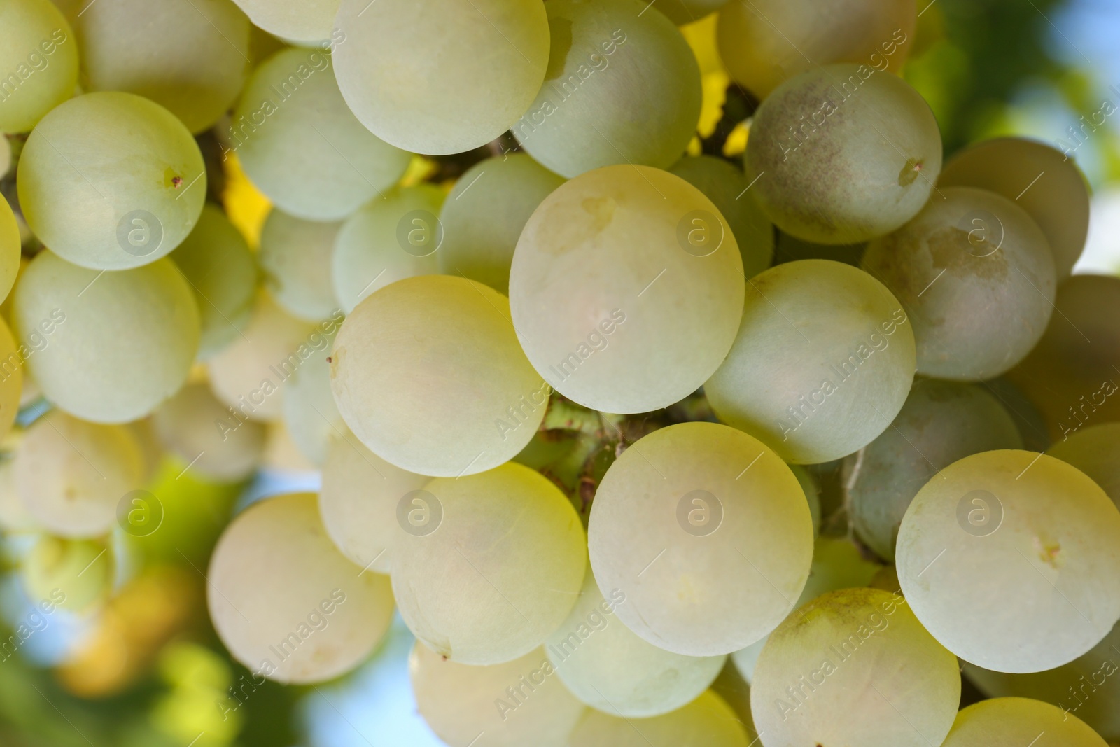 Photo of Green tasty grapes growing in vineyard, closeup