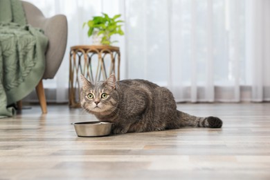 Photo of Grey tabby cat near feeding bowl at home. Cute pet