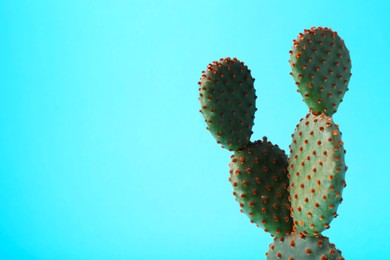 Beautiful green Opuntia cactus on light blue background. Space for text