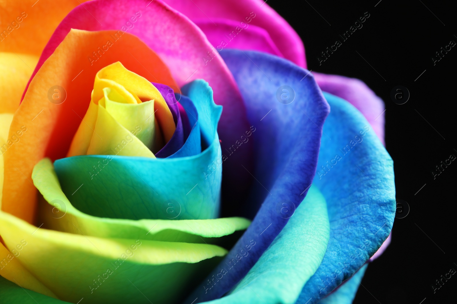 Photo of Amazing rainbow rose flower on black background, closeup