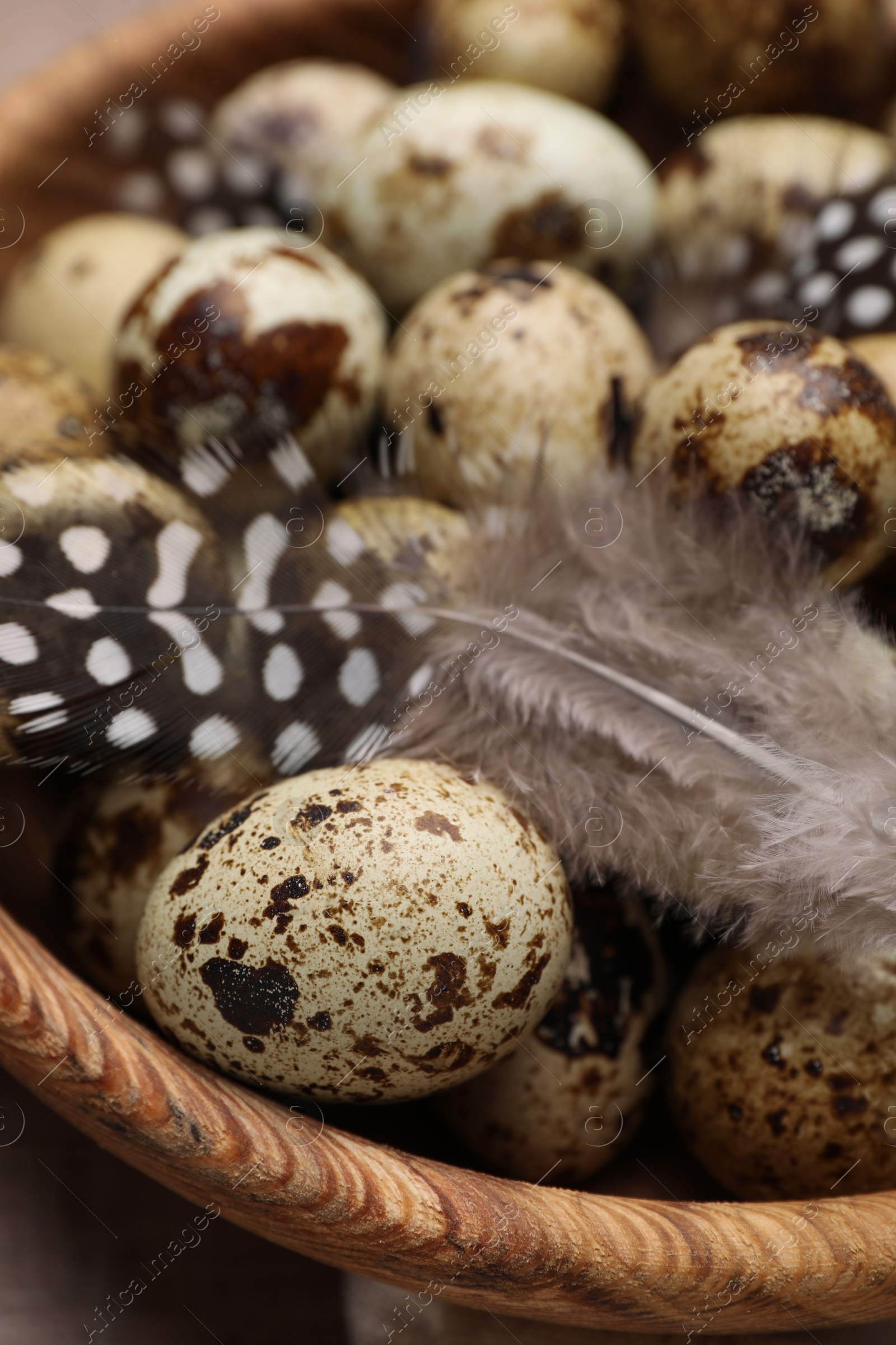 Photo of Bowl with speckled quail eggs and feathers, closeup