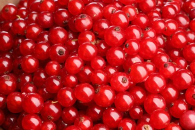 Many tasty fresh red currants as background, closeup