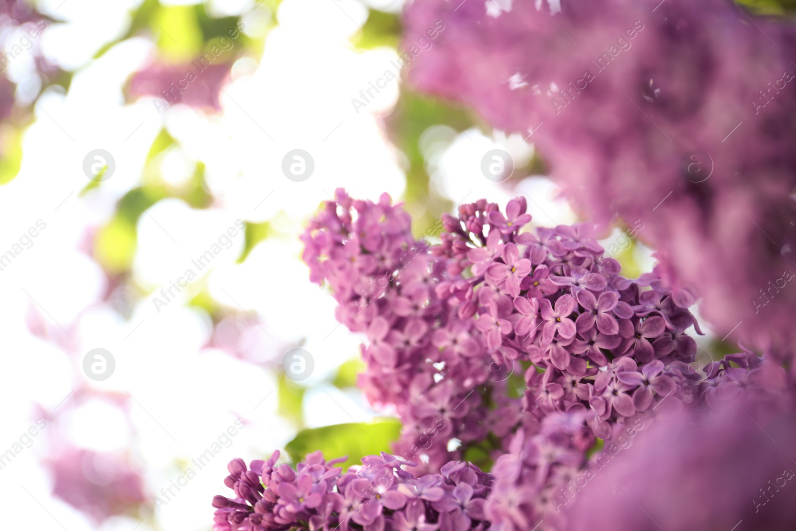 Photo of Closeup view of beautiful blossoming lilac shrub outdoors