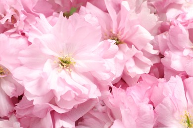 Photo of Beautiful pink sakura tree blossoms as background, closeup