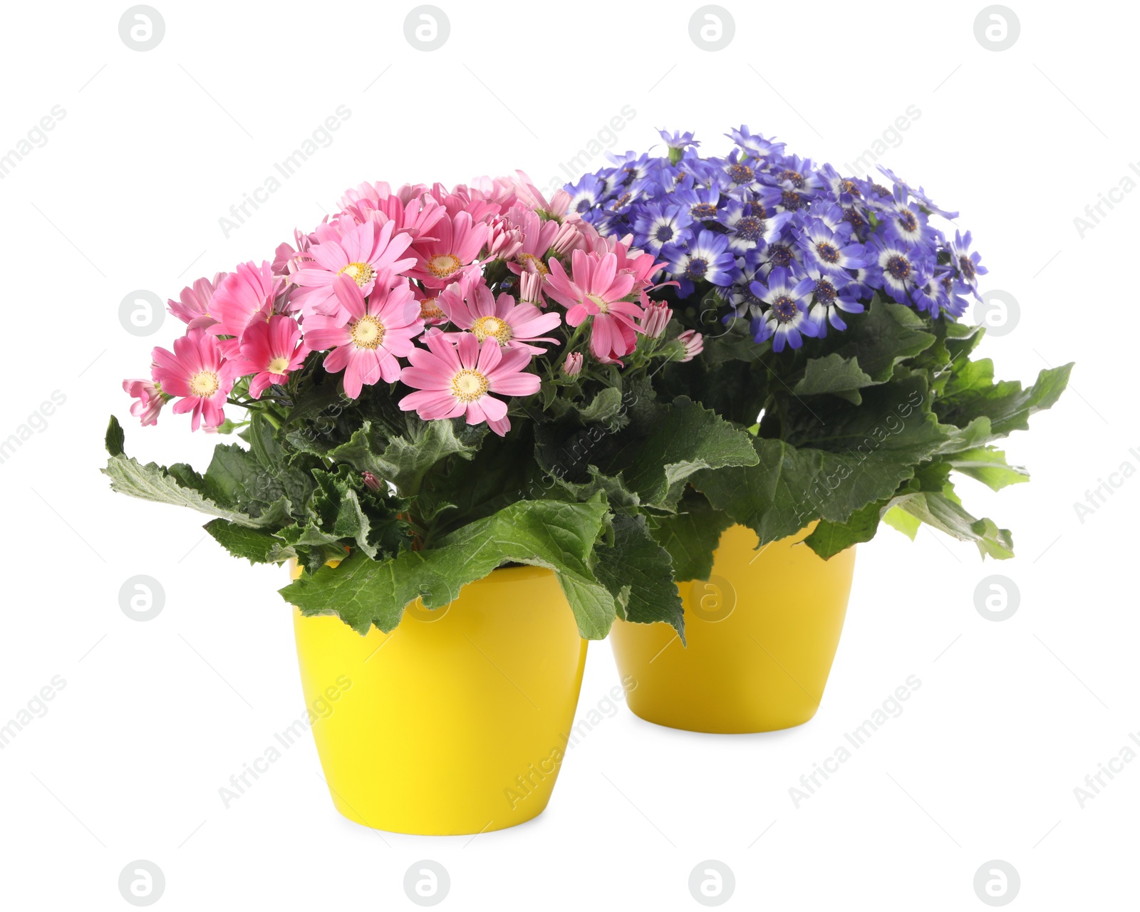 Photo of Different cineraria plants in flower pots on white background