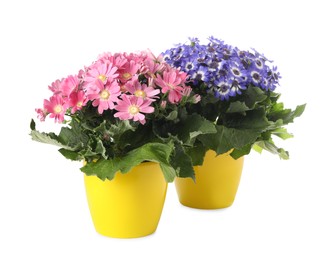 Photo of Different cineraria plants in flower pots on white background