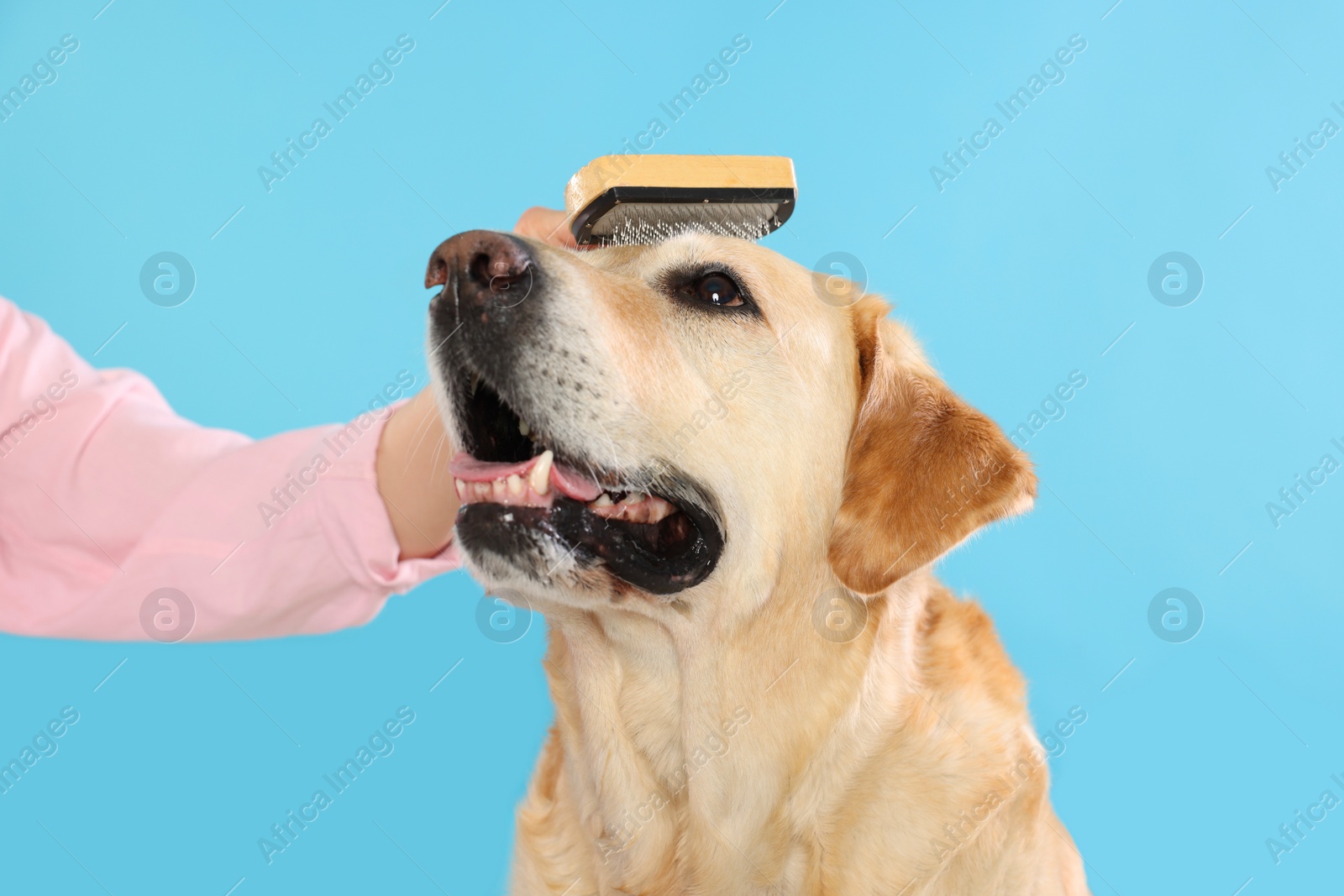 Photo of Woman brushing cute Labrador Retriever dog on light blue background, closeup