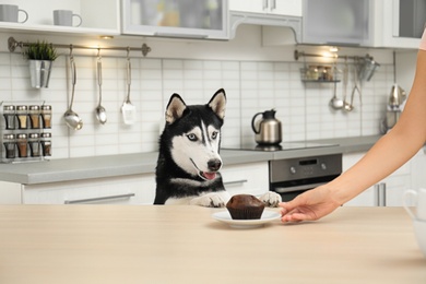 Photo of Cute Siberian Husky dog at table in kitchen