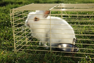 Photo of Cute fluffy rabbit in cage on sunny day. Farm animal