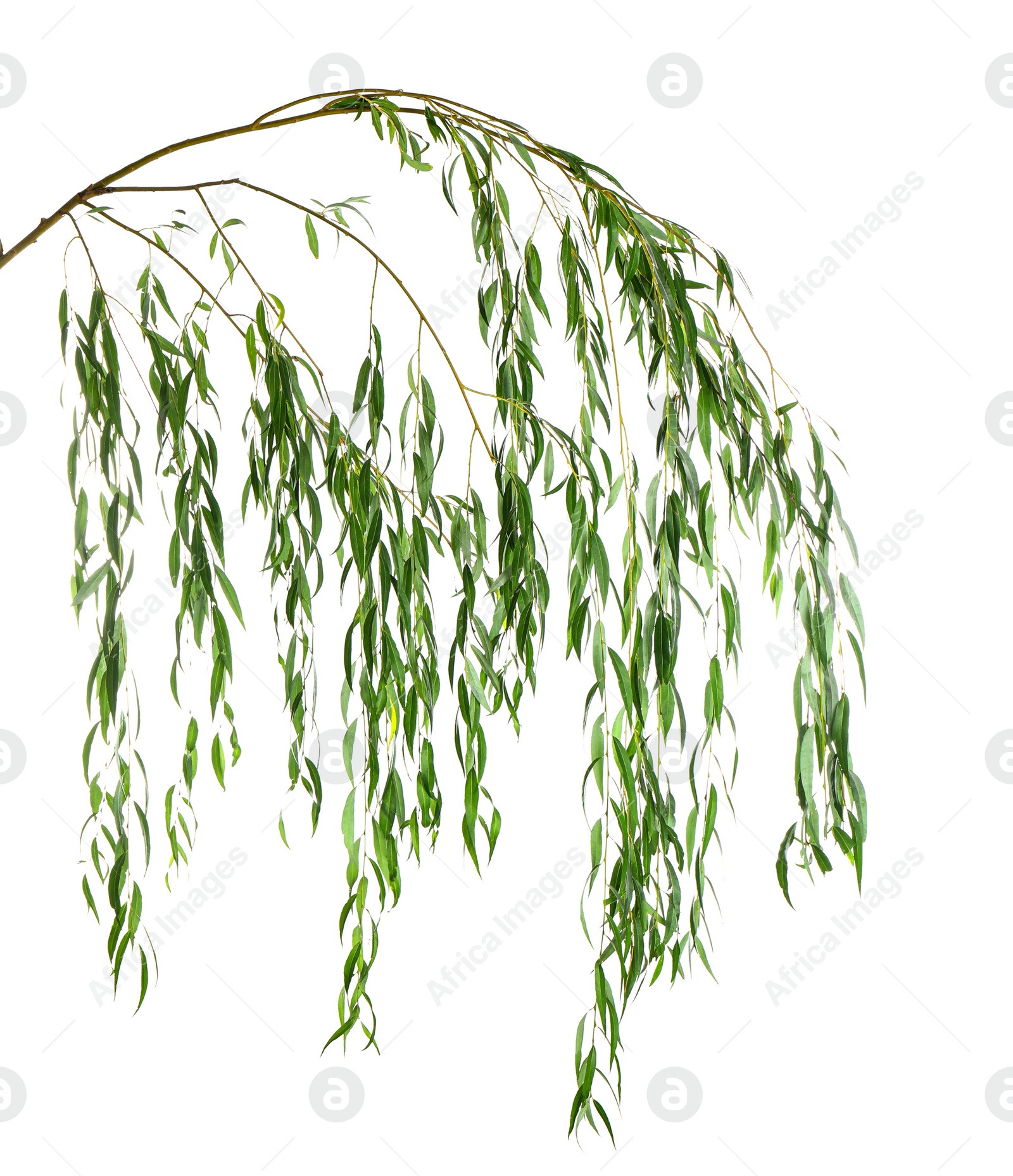 Photo of Beautiful willow tree branches with green leaves on white background