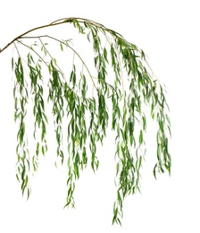 Photo of Beautiful willow tree branches with green leaves on white background