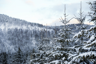 Fir trees covered with snow in forest on winter day