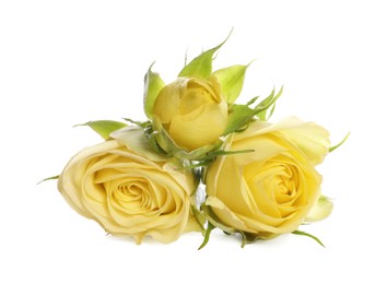 Photo of Beautiful fresh yellow roses isolated on white