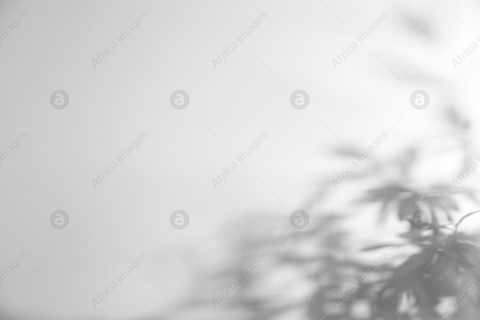 Photo of Shadow of plant falling on white wall, space for text