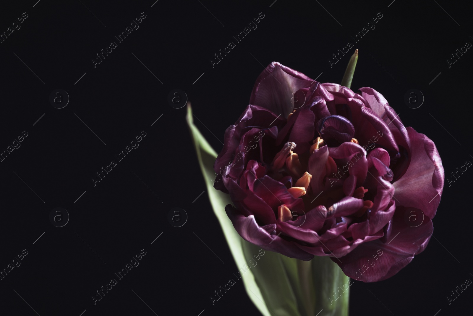 Photo of Beautiful fresh tulip on black background, space for text. Floral card design with dark vintage effect