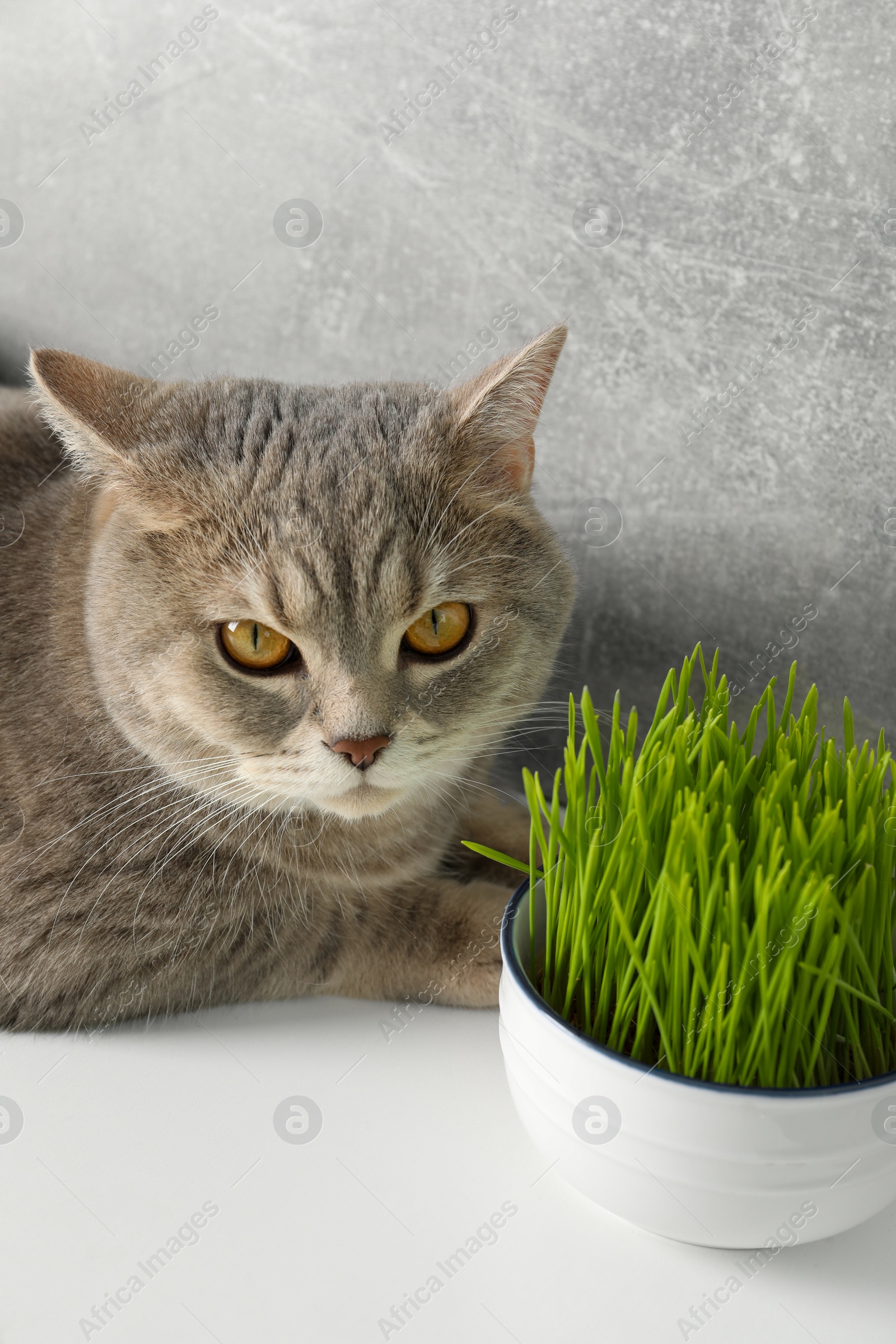 Photo of Cute cat near fresh green grass on white surface